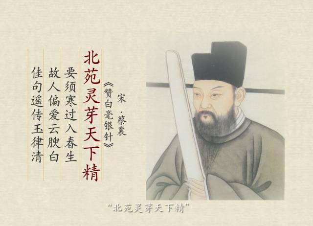 你了解政和白茶吗