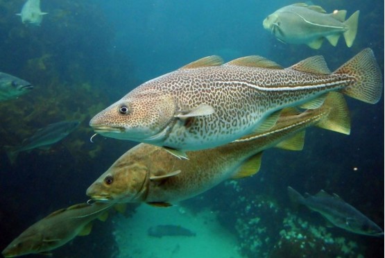 鱼类|40％的鱼类被迫灭绝，它们或无法繁殖，人类是幕后黑手