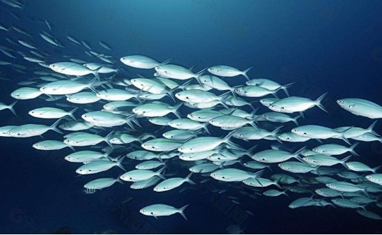 鱼类|40％的鱼类被迫灭绝，它们或无法繁殖，人类是幕后黑手