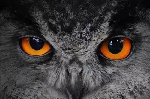 心理学:哪个眼神让你害怕的眼神?测一测你的第六感准不准确