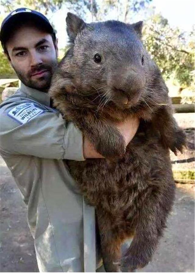 关于老鼠存在着很多贬义词,"鼠目寸光","獐头鼠目"等,足以看出古人对