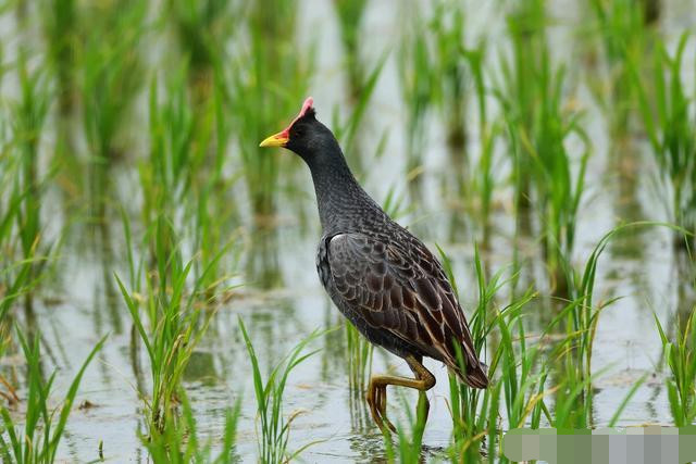 为什么感觉如今乡下稻田里的董鸡越来越少了