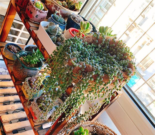 这3种多肉超耐阴好养易爆盆养多肉不一定要多光照