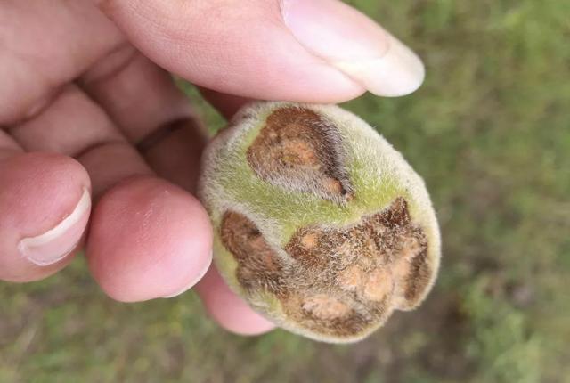 桃树果实四大病害,都是些狠角色,你知道防治吗?