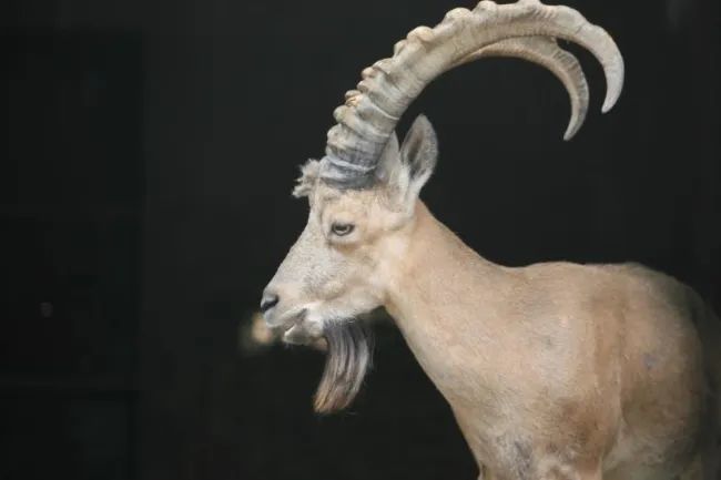 这种羊 雪豹都不敢正面 刚 腾讯新闻