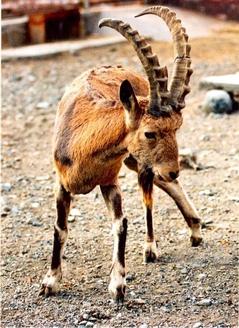 这种羊 雪豹都不敢正面 刚 腾讯新闻