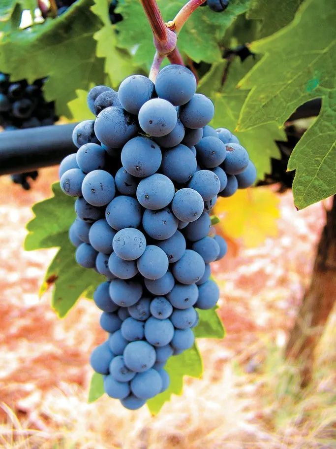 希腊顶级红酒品种阿吉提可