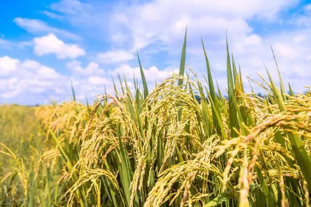 世界十大产米国都在亚洲其中东亚两国南亚四国东南亚四国