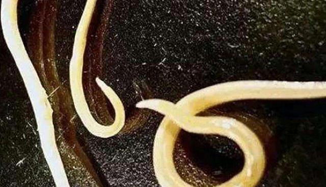 北极熊|科学发现，北极无冰或将成为现实，北极熊可能提前灭绝，咋办？