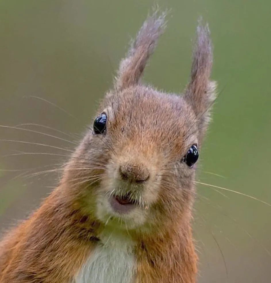 萌人一脸的小动物