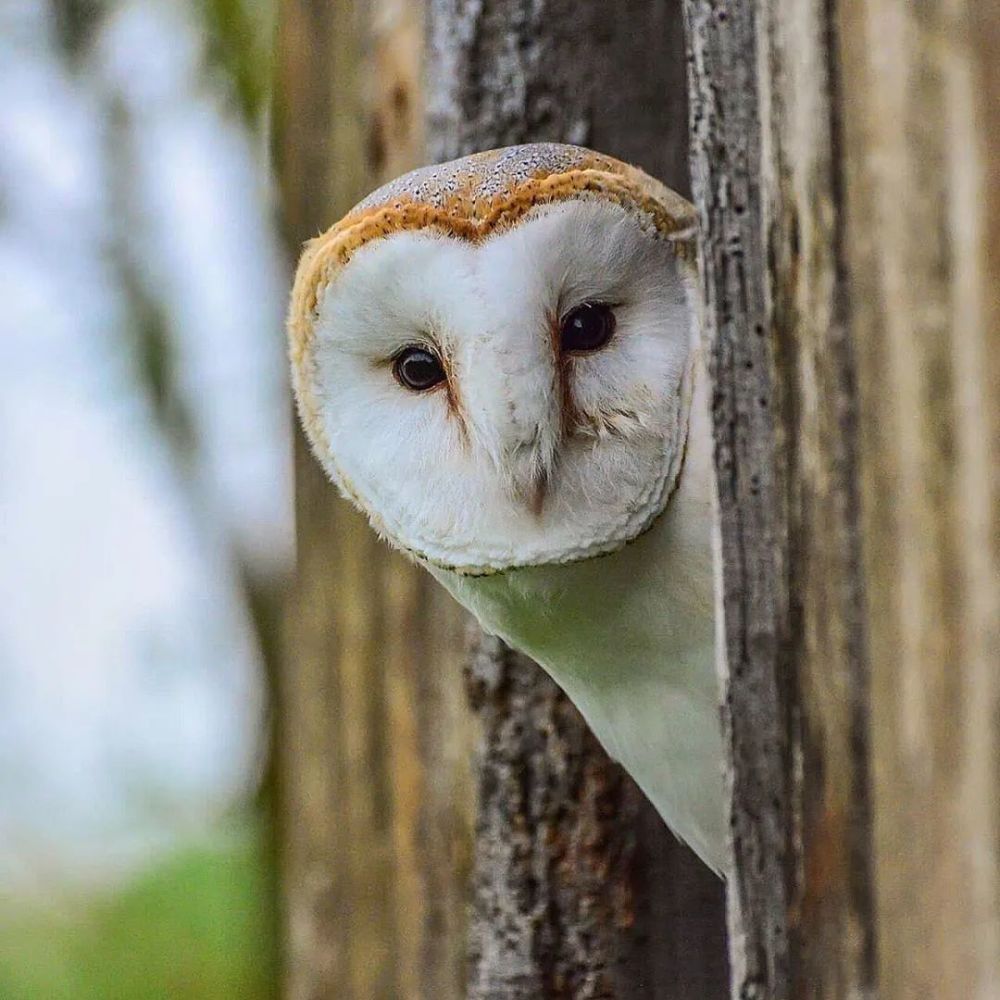 萌人一脸的小动物