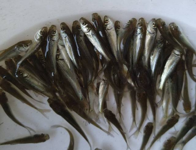 为灭蚊中国引进 大肚鱼 泛滥成灾却毫无办法 吃货 下不去嘴 大肚鱼 鱼类 蚊子