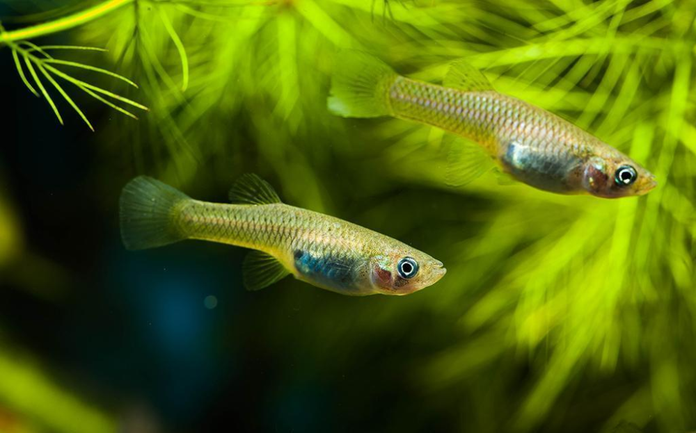 大肚鱼|为灭蚊中国引进“大肚鱼”，泛滥成灾却毫无办法，吃货：下不去嘴