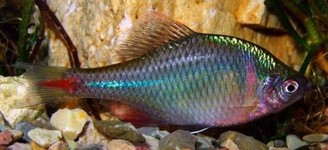 大肚鱼|为灭蚊中国引进“大肚鱼”，泛滥成灾却毫无办法，吃货：下不去嘴