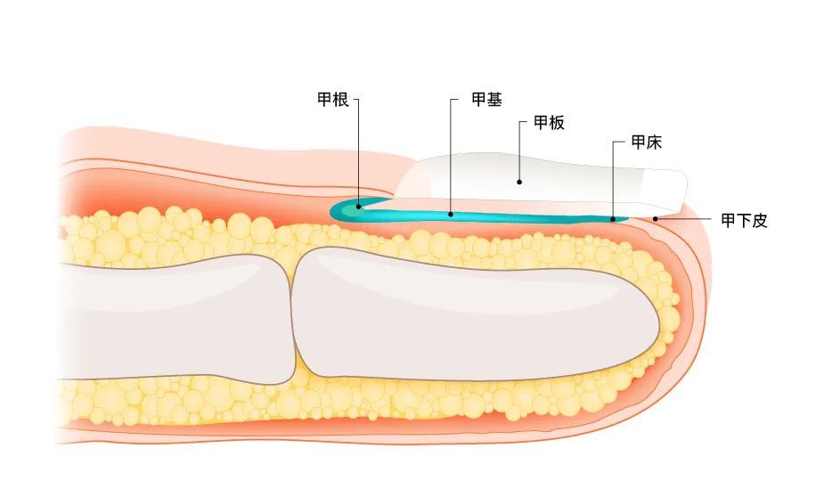 甲板下方为甲床,各组成部分共同协作,为指甲的再生提供丰富的营养[2]