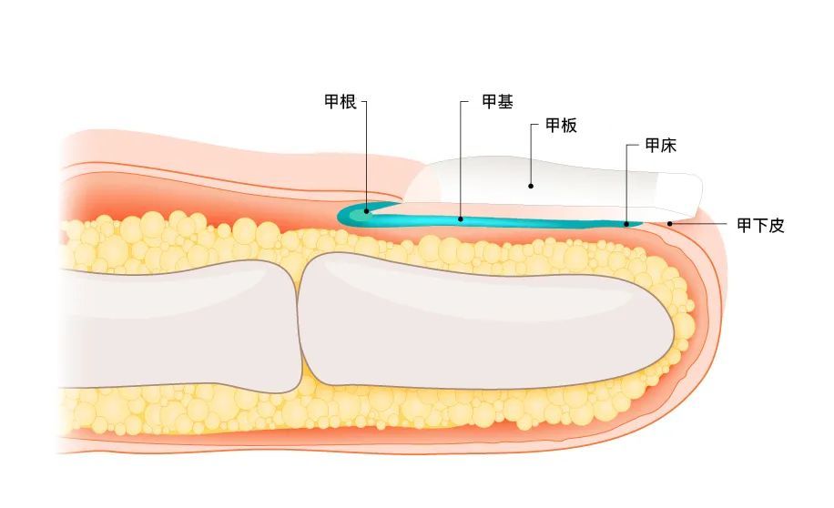 指甲盖结构图图片