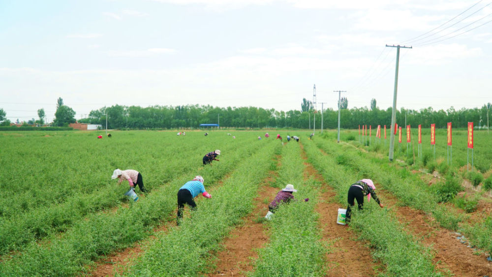 枸杞芽菜:一叶新芽一叶春,唇齿盈香锁芳华