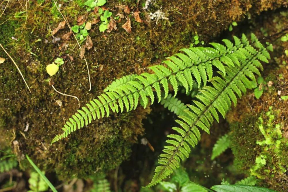 神草光叶蕨首次现身峨眉山曾消失30多年仅在二郎山出现过