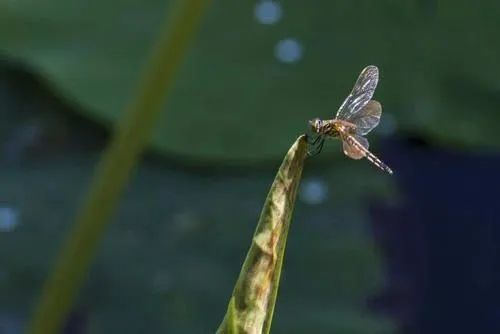 北京|北京人眼中的美丽北京