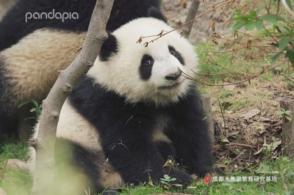 媽咪別生氣了要不咱把賬單寄給舅舅