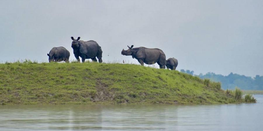 印度_社会|印度爆发特大洪水 400万人流离失所 疫情增加救援难度