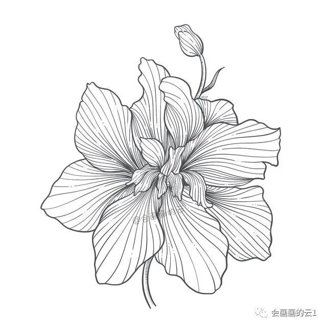 简笔画|一支笔一朵花，教你零基础如何画简笔画