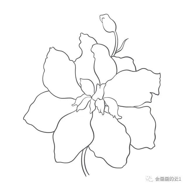 简笔画|一支笔一朵花，教你零基础如何画简笔画