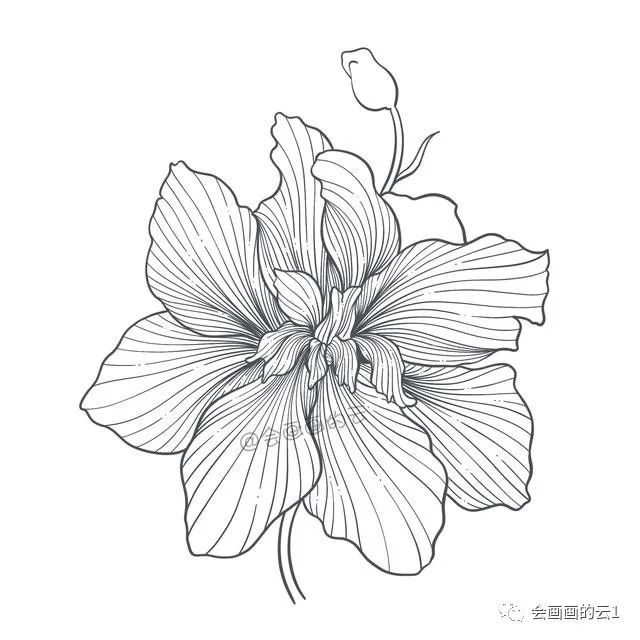 简笔画|一支笔一朵花，教你零基础如何画简笔画