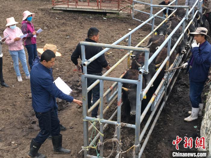 牦牛|青海大通牦牛：连结青藏两地 助推牦牛产业
