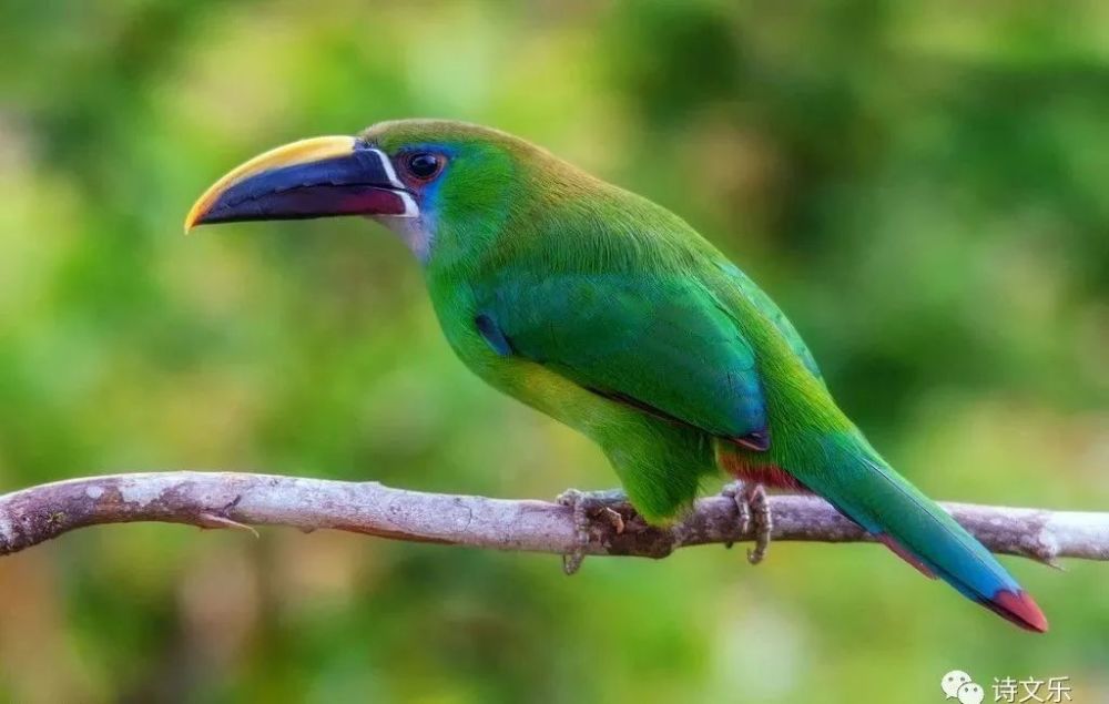 李慕白|我喜欢一切有翅膀的事物