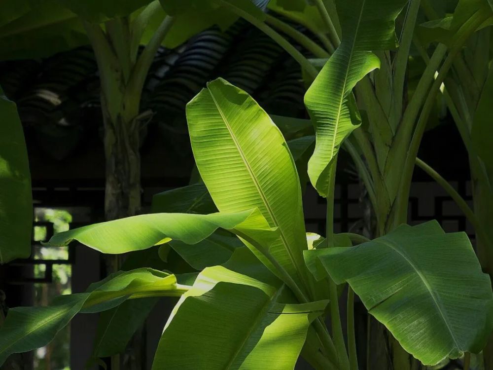 宋英杰|大暑：轻罗小扇扑流萤