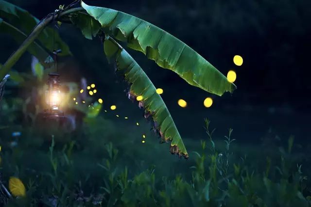 宋英杰|大暑：轻罗小扇扑流萤