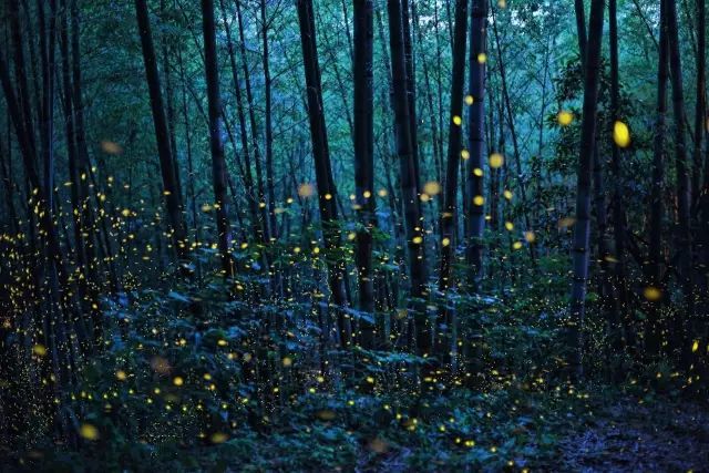 宋英杰|大暑：轻罗小扇扑流萤