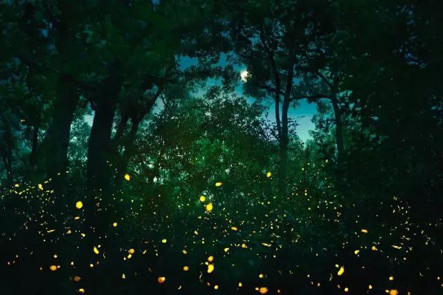 宋英杰|大暑：轻罗小扇扑流萤