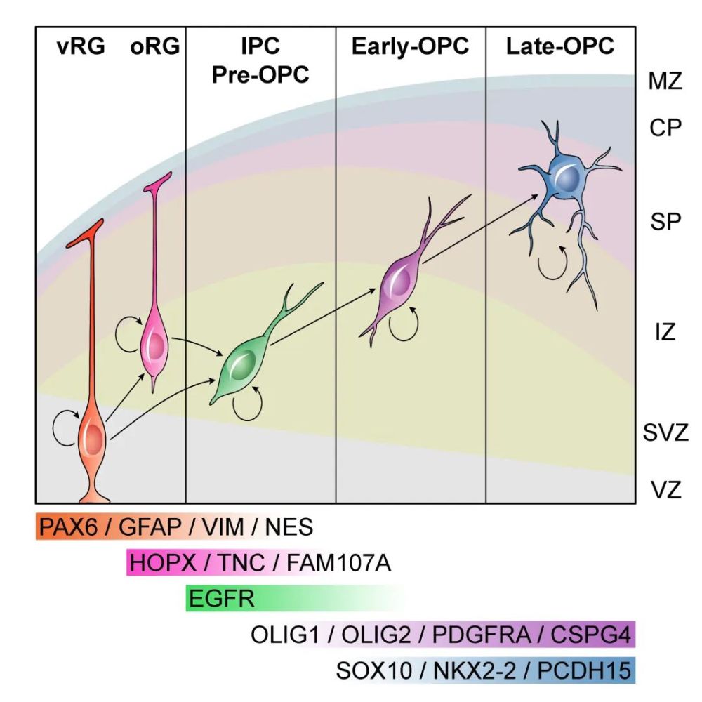 脑成像|脑科学日报：运动员脑成像研究发现与意志品质相关的大脑结构组织