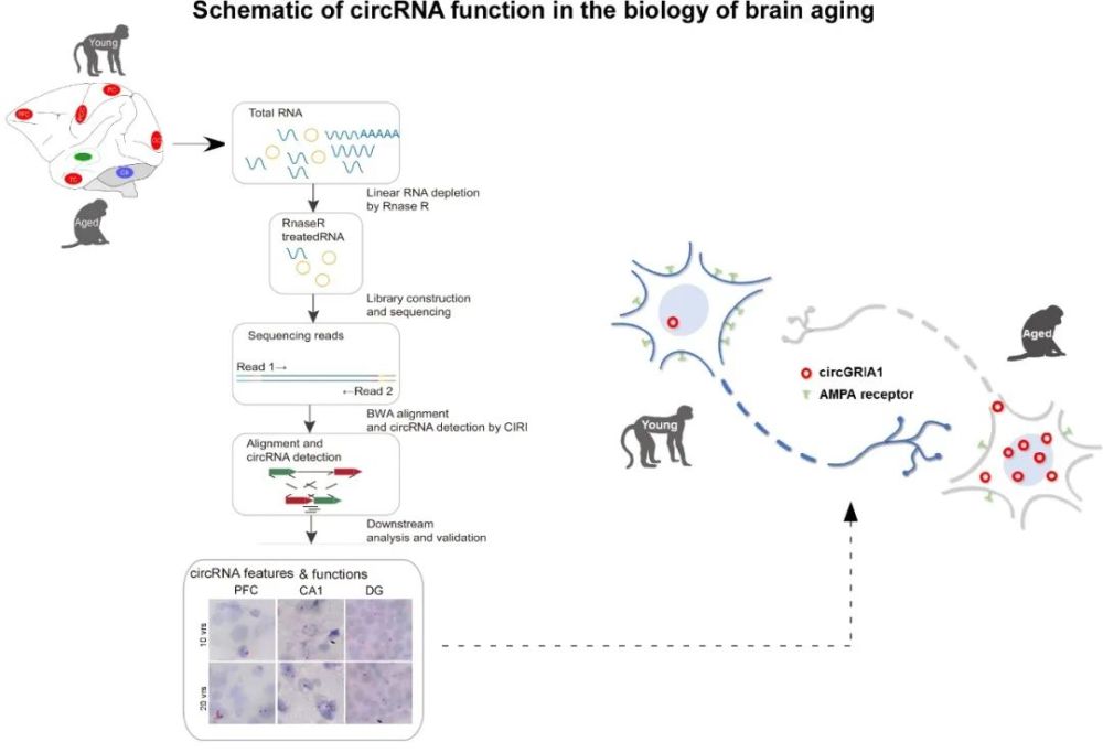 脑成像|脑科学日报：运动员脑成像研究发现与意志品质相关的大脑结构组织
