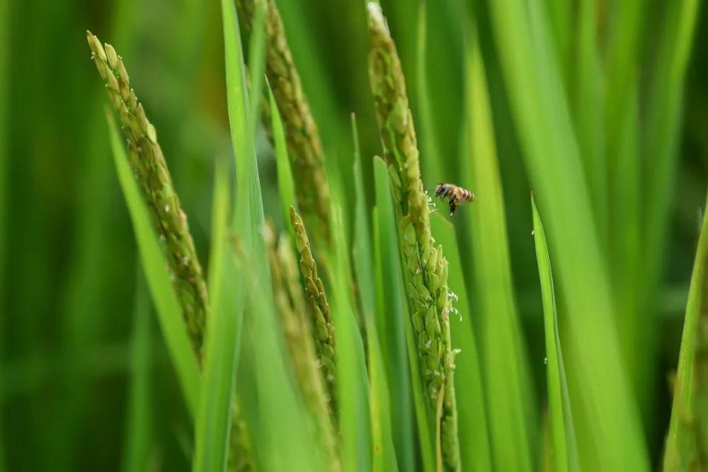 早稻|梦想和夏天，总有一个值得大汗淋漓