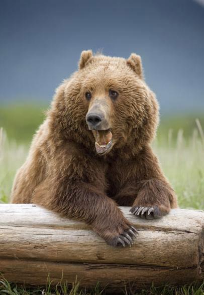 陆地上体型最大的哺乳动物之一——棕熊