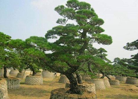 桑树|老祖宗曾说：五树进宅，人穷家败，五树是哪五种树，为何不能栽？