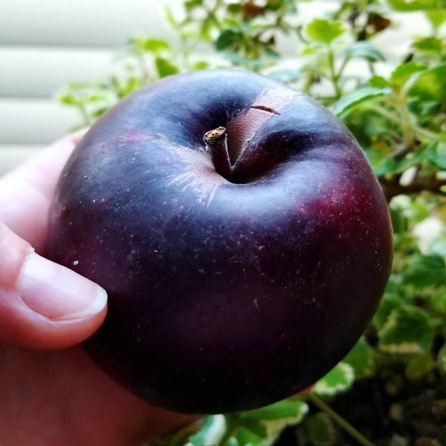 红富士苹果|200多年前，美国培育出了一种“黑苹果”，为什么我国至今没敢引进？