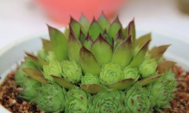 又名"莲花座"的多肉观音莲,用2个方法,拍摄出层层叠叠的效果