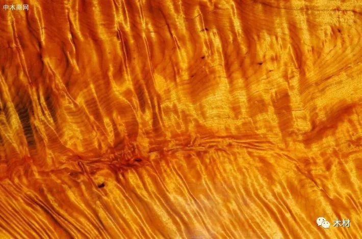 金丝楠木揭秘 世上本没有金丝楠树 市场上的金丝楠家具是假的 每日头条
