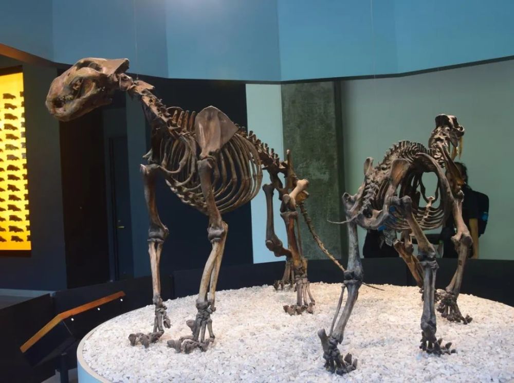 美洲豹|“美洲豹王朝”的200万年