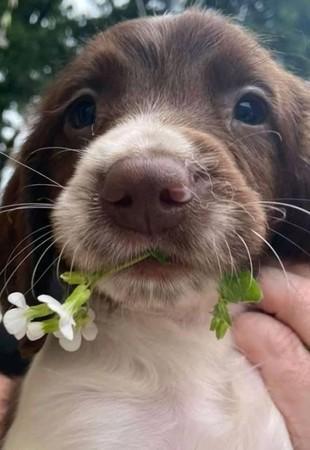 黛西与它生下的7只幼犬,平时住在韦克斯福德(wexford,一处上锁的狗屋