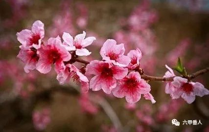 织女星|诡神诗话：三个上联新对，花落花开花不绝，莺飞草长恰成诗