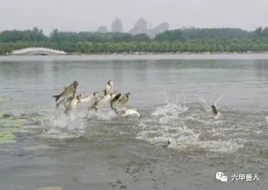 织女星|诡神诗话：三个上联新对，花落花开花不绝，莺飞草长恰成诗