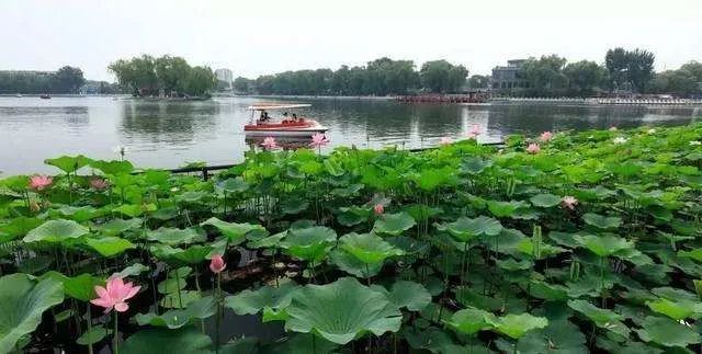 北京人|今儿大暑，北京人咱得这么吃！