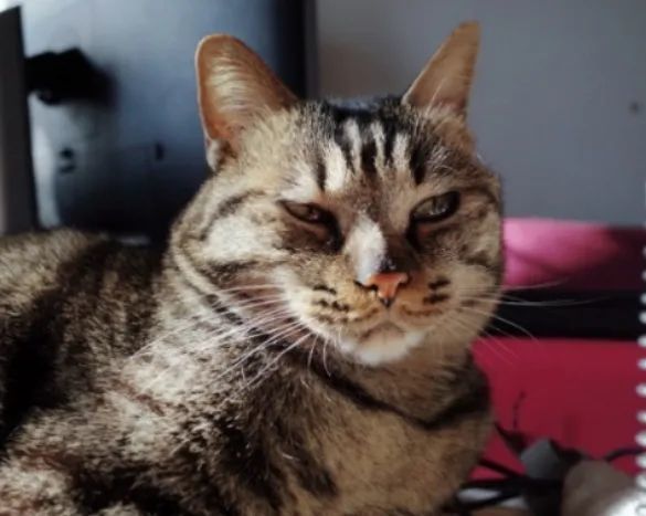 这些猫的脸怎么长得这么奇怪 腾讯新闻