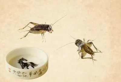斗蟋蟀伏茶,顾名思义,是三伏天喝的茶.