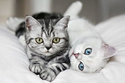 在夏天猫咪不吃饭咋办 主人别心急 快来看看猫咪不吃饭的原因好对症下药 腾讯新闻